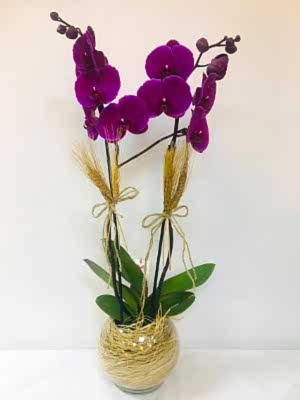 Ankara �ankaya Orkide Siparisi