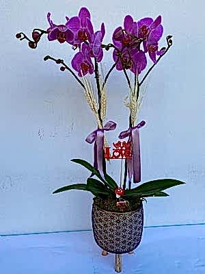 Ankara Orkide G�nder