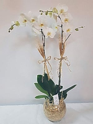 Ankara Orkide Siparisi