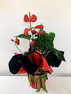 Antoryum Saksi �i�egi