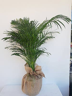 Areka  Saksi  �i�egi