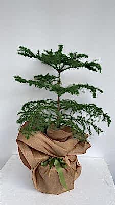 Arokarya  �am Agaci