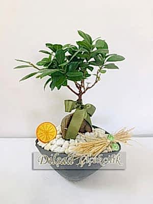 Bonsai Agaci