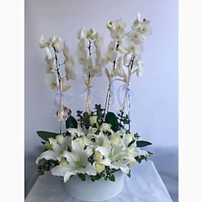 Orkide Kazablanka G�l Aranjman