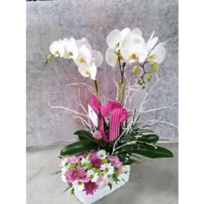 Beyaz Orkide K�r �i�ek Aranjman