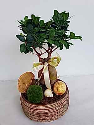 Bonsai Makam �i�ekleri