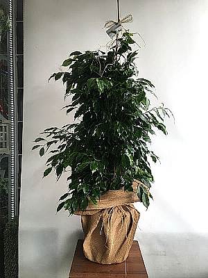 B�y�k Benjamin �i�e�i