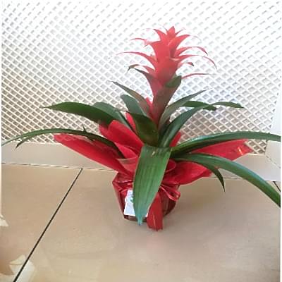 Guzmania  Saksi  �i�ek