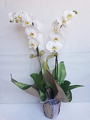 Ikili  Beyaz  Orkide