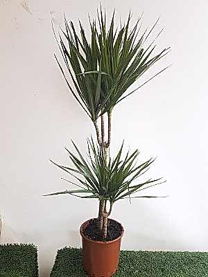 �kili  Marginata Dracena