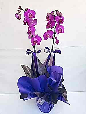 Ikili  Mor  Orkide