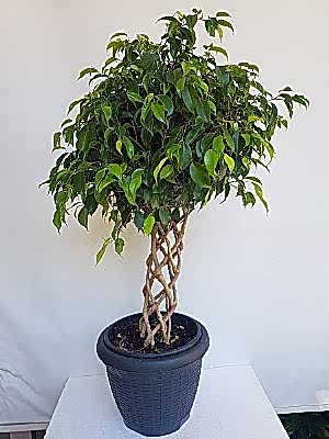 Kafes  �rg�l�  Benjamin