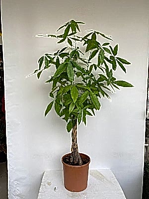 Pachira  Saksi �i�egi