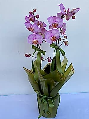 Pembe Benekli Orkide