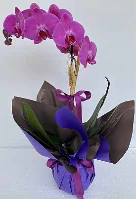 Tek Dal Fu�ya Orkide