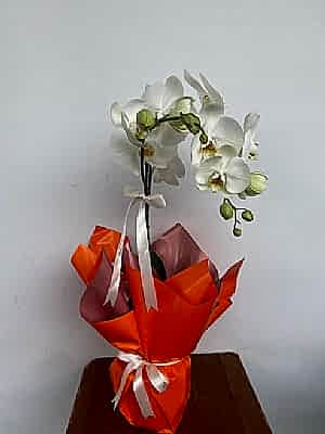 Tekli  Beyaz Orkide