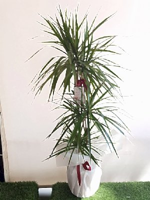 ��l�  Dracena  Marginata