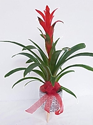 Vazoda Guzmania �i�e�i