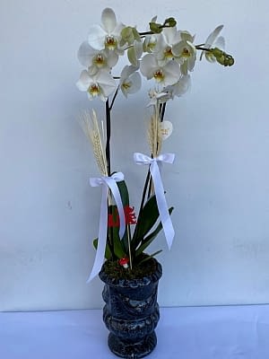 Vazoda Ikili Beyaz Orkide