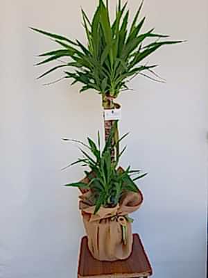 Yuka  Saks� �i�ek